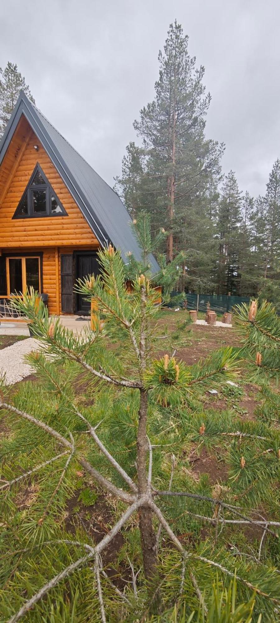 Pine Forest-White Žabljak Eksteriør billede